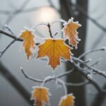 Метеорологи попереджають: листопад здатен принести один із найхолодніших тижнів за 70 років