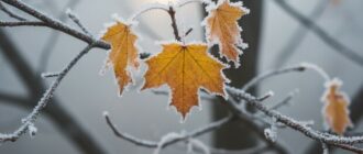 Метеорологи попереджають: листопад здатен принести один із найхолодніших тижнів за 70 років