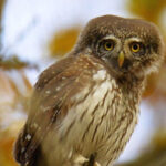 У Чорнобильському заповіднику помітили найменшу у світі сову: з’явилося фото