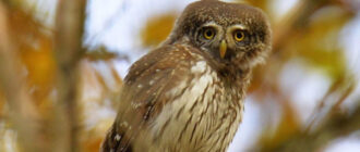 У Чорнобильському заповіднику помітили найменшу у світі сову: з’явилося фото