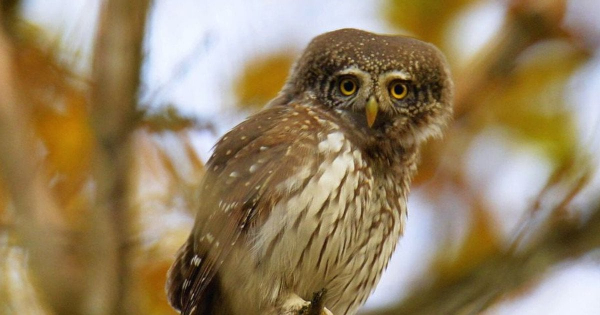 У Чорнобильському заповіднику помітили найменшу у світі сову: з’явилося фото
У Чорнобильському заповіднику помітили найменшу у світі сову: з’явилося фото