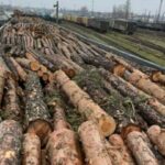 З Київщини до Румунії намагалися незаконно вивезти 17 вагонів цінної деревини — ОГП