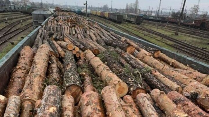 З Київщини до Румунії намагалися незаконно вивезти 17 вагонів цінної деревини — ОГП