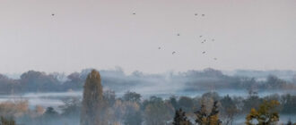 Київ та область накриє густий туман: видимість 200–500 метрів