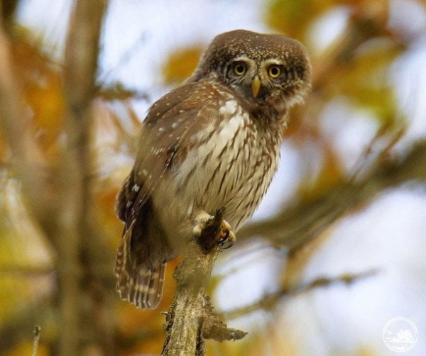 У Чорнобильському заповіднику помітили найменшу у світі сову: з’явилося фото
У Чорнобильському заповіднику помітили найменшу у світі сову: з’явилося фото