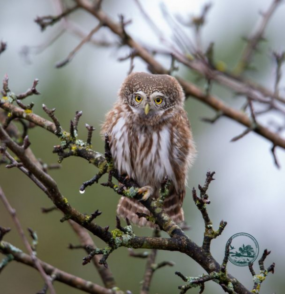 У Чорнобильському заповіднику помітили найменшу у світі сову: з’явилося фото
У Чорнобильському заповіднику помітили найменшу у світі сову: з’явилося фото