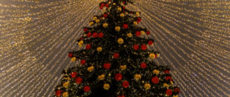 У Києві почали встановлювати головну ялинку країни