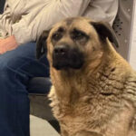 Історія Міші з "Теремків": пес більше не безпритульний, але у Мережі нові суперечки