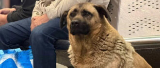 Історія Міші з "Теремків": пес більше не безпритульний, але у Мережі нові суперечки