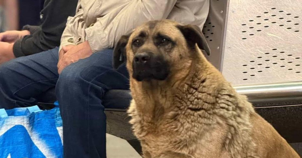 
 Історія Міші з "Теремків": пес більше не безпритульний, але у Мережі нові суперечки
 