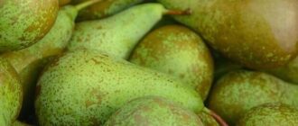 Продуктовые ярмарки в Киеве 4 - 7 ноября: адреса