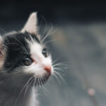 Жорстоке вбивство кота дитиною в Києві: перші подробиці