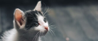 Жорстоке вбивство кота дитиною в Києві: перші подробиці