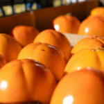 Продуктовые ярмарки в Киеве 18 – 21 ноября: адреса