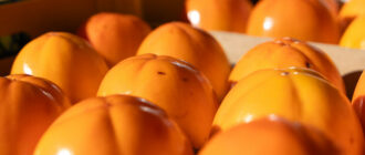 Продуктовые ярмарки в Киеве 18 – 21 ноября: адреса