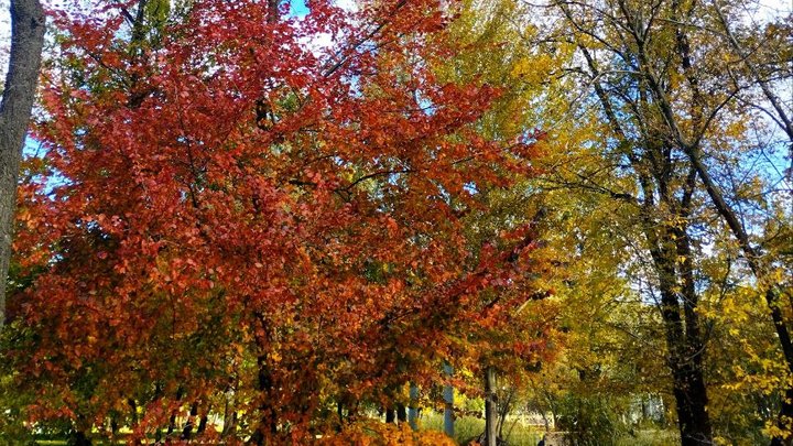 Можливе налипання мокрого снігу, ожеледиця і туман: водіїв і пішоходів Києва та області закликають бути обачними