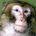 У Київській області з вулиць Гостомеля врятували мавпу