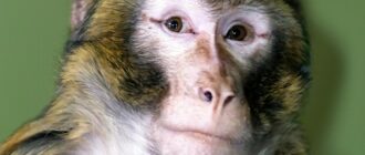 У Київській області з вулиць Гостомеля врятували мавпу