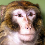 У Гостомелі під Києвом мавпа втекла від господарів і бігала вулицями: фото