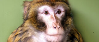 У Гостомелі під Києвом мавпа втекла від господарів і бігала вулицями: фото