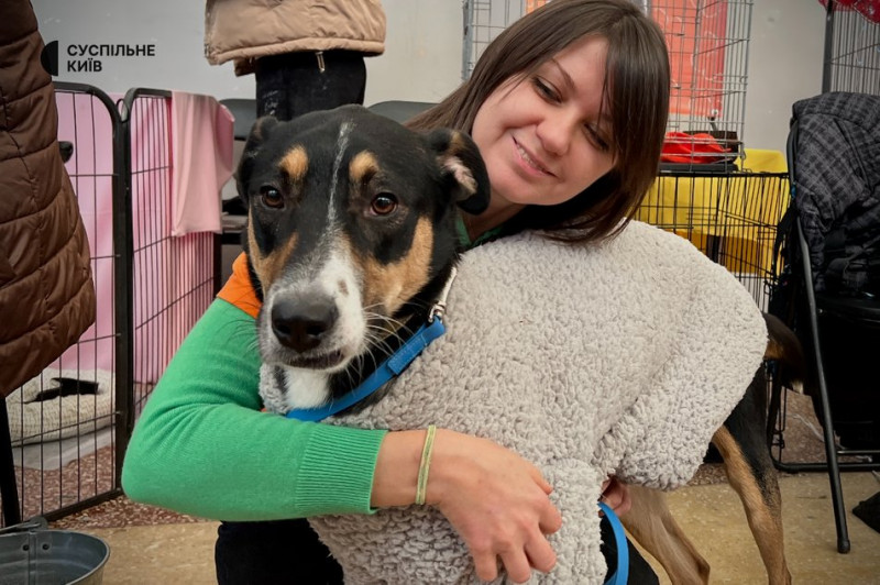 Зібрали понад 400 котів та собак: у Києві організували різдвяний фестиваль адопції тварин