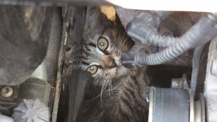 Зібрали понад 400 котів та собак: у Києві організували різдвяний фестиваль адопції тварин