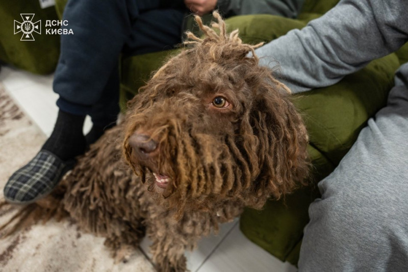 Собака Банана допомагає в реабілітації військових у Києві