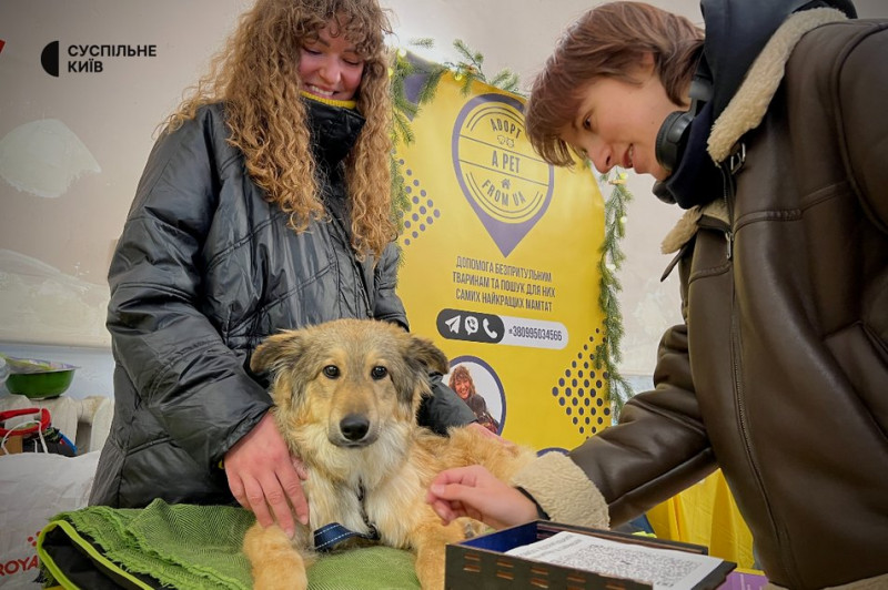 Зібрали понад 400 котів та собак: у Києві організували різдвяний фестиваль адопції тварин