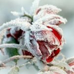 Посівний календар на грудень 2025 року: що робити у саду та на городі