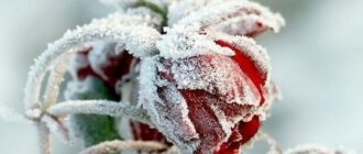 Посівний календар на грудень 2025 року: що робити у саду та на городі