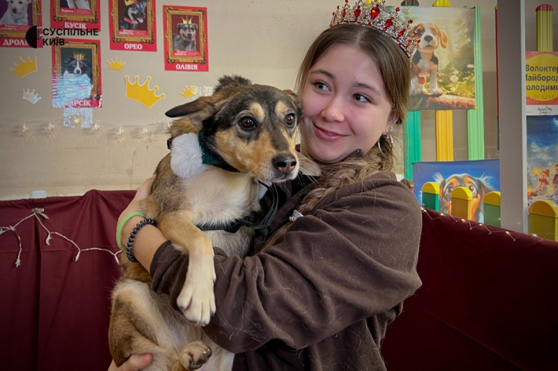 Зібрали понад 400 котів та собак: у Києві організували різдвяний фестиваль адопції тварин