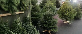 У столиці запрацювали ялинкові ярмарки