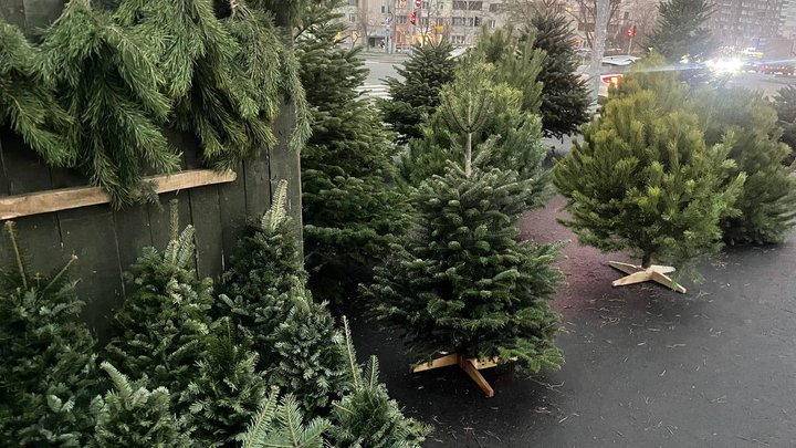 У столиці запрацювали ялинкові ярмарки