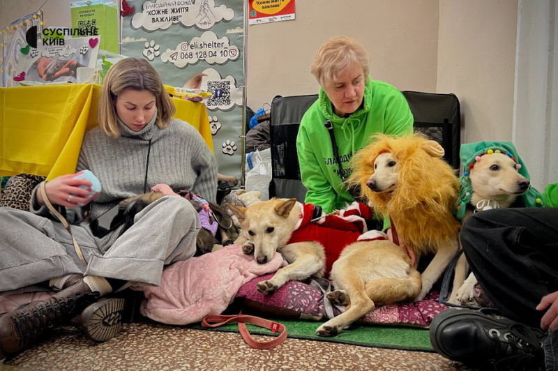 Зібрали понад 400 котів та собак: у Києві організували різдвяний фестиваль адопції тварин