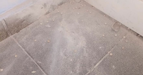 В Києві у школі учень кинув страйкбольну гранату, яка здетонувала
В Києві у школі учень кинув страйкбольну гранату, яка здетонувала