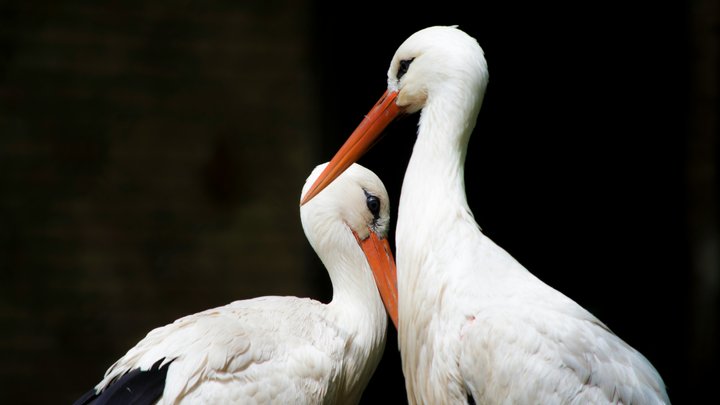 Зібрали понад 400 котів та собак: у Києві організували різдвяний фестиваль адопції тварин