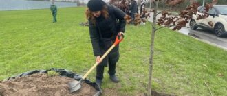 У пам'ять про загиблих бійців: алею дубів посадили на Національному військовому кладовищі