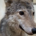 Вовк покусав господарку у квартирі в Києві: поліція знайшла в оселі ще й мертву лисицю