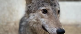 Вовк покусав господарку у квартирі в Києві: поліція знайшла в оселі ще й мертву лисицю