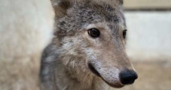 
 Вовк покусав господарку у&nbsp;квартирі в&nbsp;Києві: поліція знайшла в&nbsp;оселі ще&nbsp;й&nbsp;мертву лисицю
 