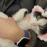 Зібрали понад 400 котів та собак: у Києві організували різдвяний фестиваль адопції тварин