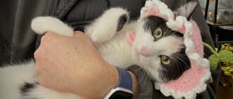 Зібрали понад 400 котів та собак: у Києві організували різдвяний фестиваль адопції тварин