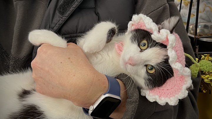 Зібрали понад 400 котів та собак: у Києві організували різдвяний фестиваль адопції тварин