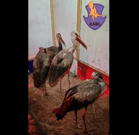 
 Повністю забруднені й приречені: волонтери врятували лелек зі смітника на Київщині (фото)
 