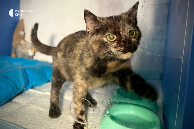 Зібрали понад 400 котів та собак: у Києві організували різдвяний фестиваль адопції тварин