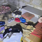 У "волонтерки" з Київської області виявили понад 50 тіл закатованих чотирилапих