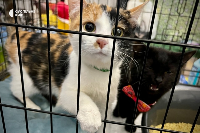 Зібрали понад 400 котів та собак: у Києві організували різдвяний фестиваль адопції тварин