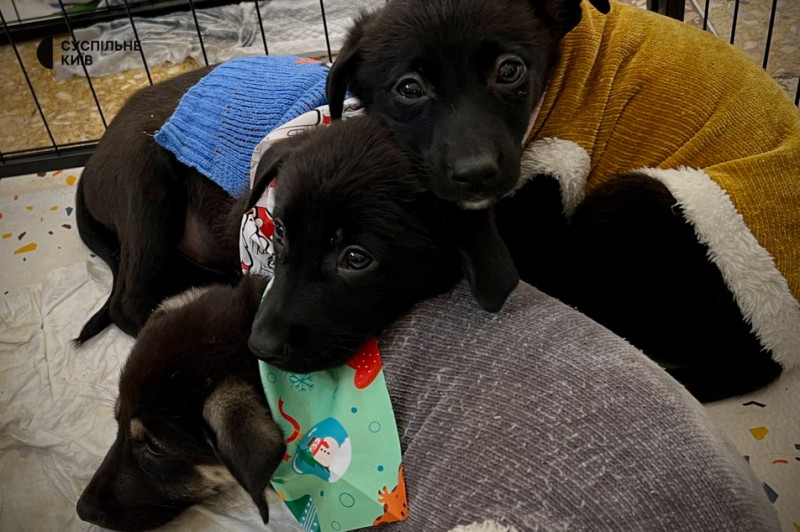 Зібрали понад 400 котів та собак: у Києві організували різдвяний фестиваль адопції тварин