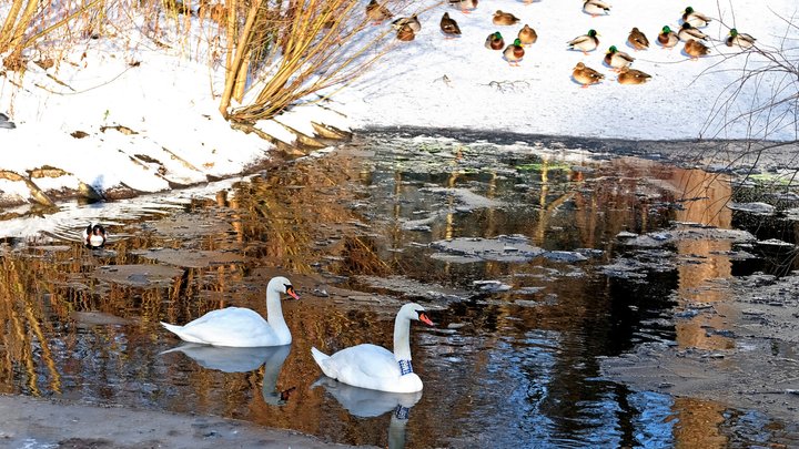 Зібрали понад 400 котів та собак: у Києві організували різдвяний фестиваль адопції тварин