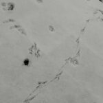 Синоптики розповіли, яка буде погода в останні дні 2025 року у Києві та області